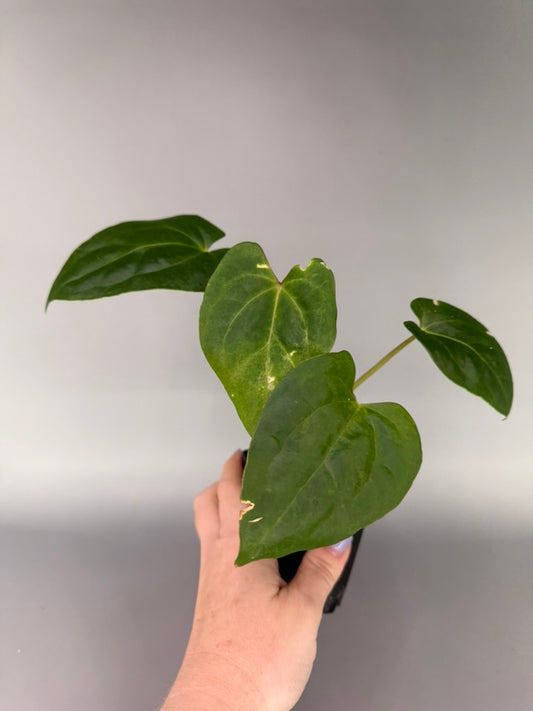 Anthurium (Regale x Crystallinum) x Zara Michelle x Tezula’s Pandemonium – Exact Plant