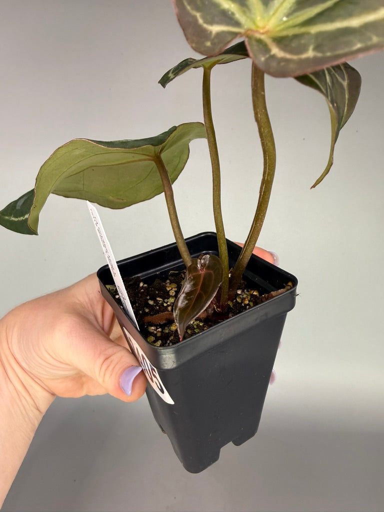 Anthurium TA Crystal Mag x Tim’s Black x Adrianne’s Bench – Exact Plant #3405