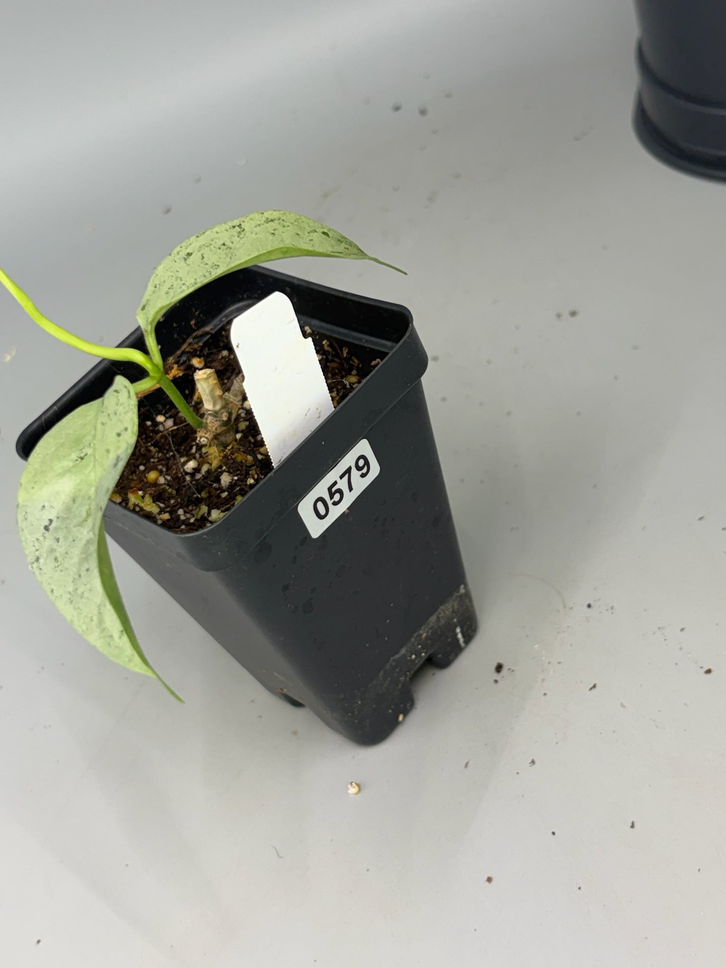 Hoya – Exact Plant #579 – photo c