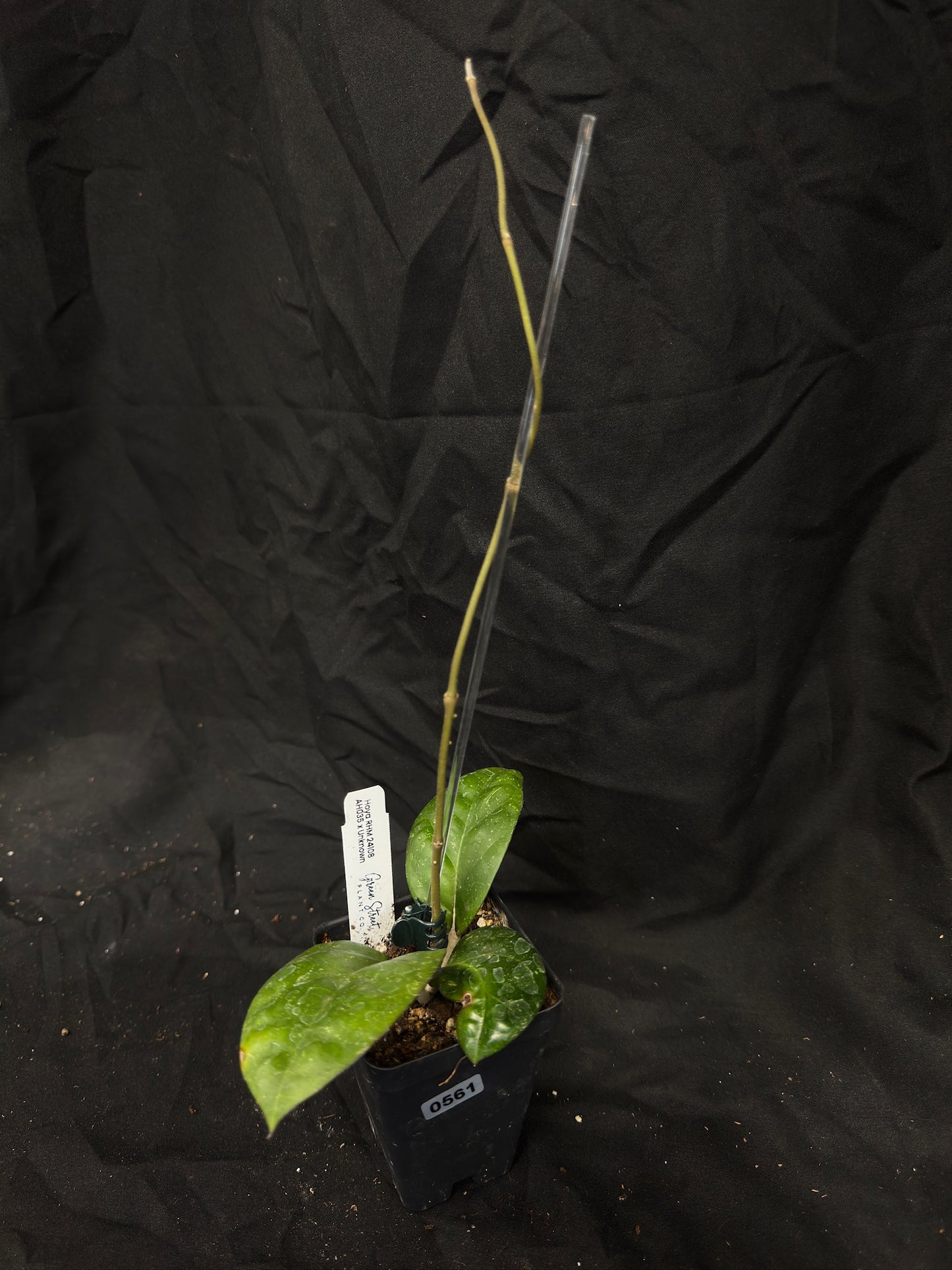 Hoya RHM24108 AH035 x Unknown – Grower’s Choice – Green Street Plant Co.
