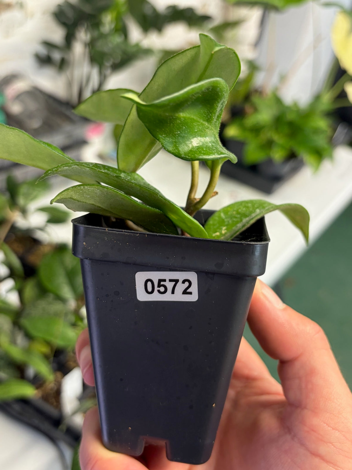 Hoya – Exact Plant #572 – photo d