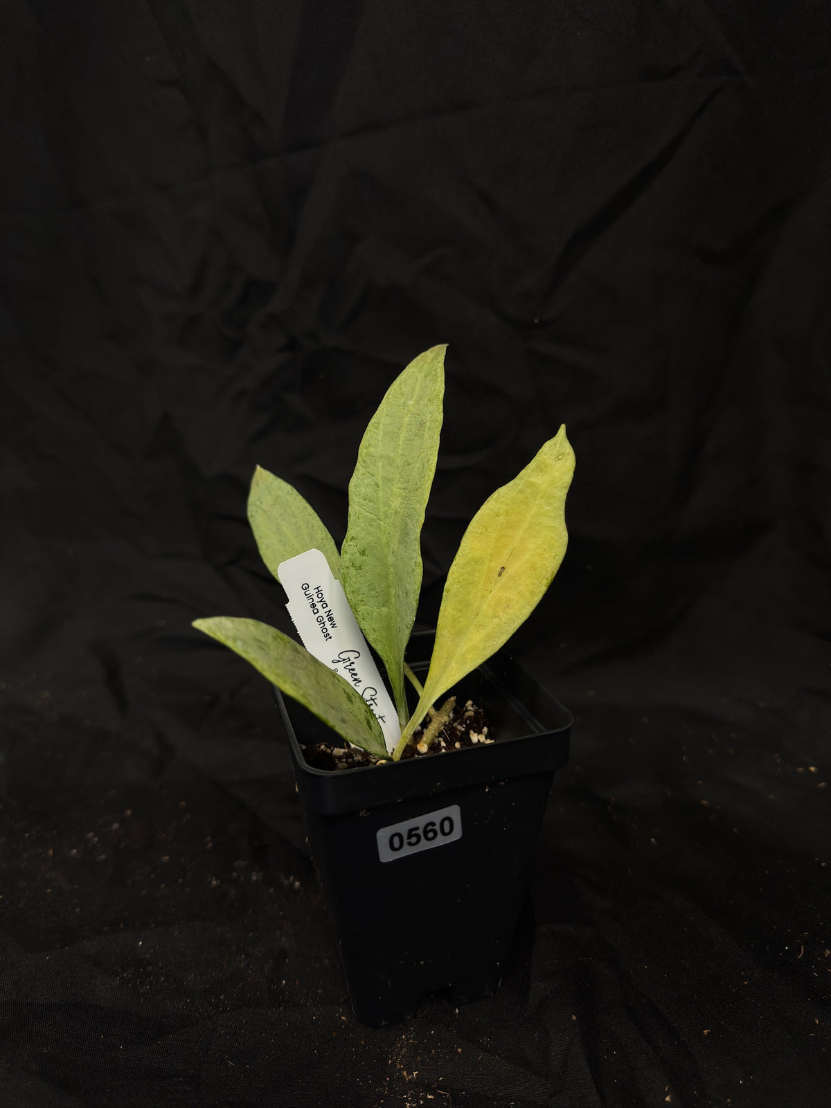 Hoya New Guinea Ghost – Grower’s Choice – Green Street Plant Co.