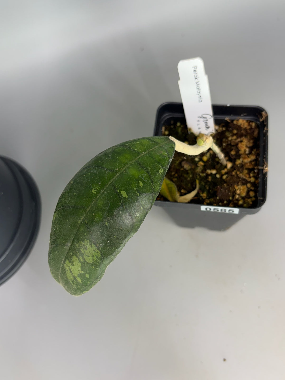 Hoya – Exact Plant #585 – photo d