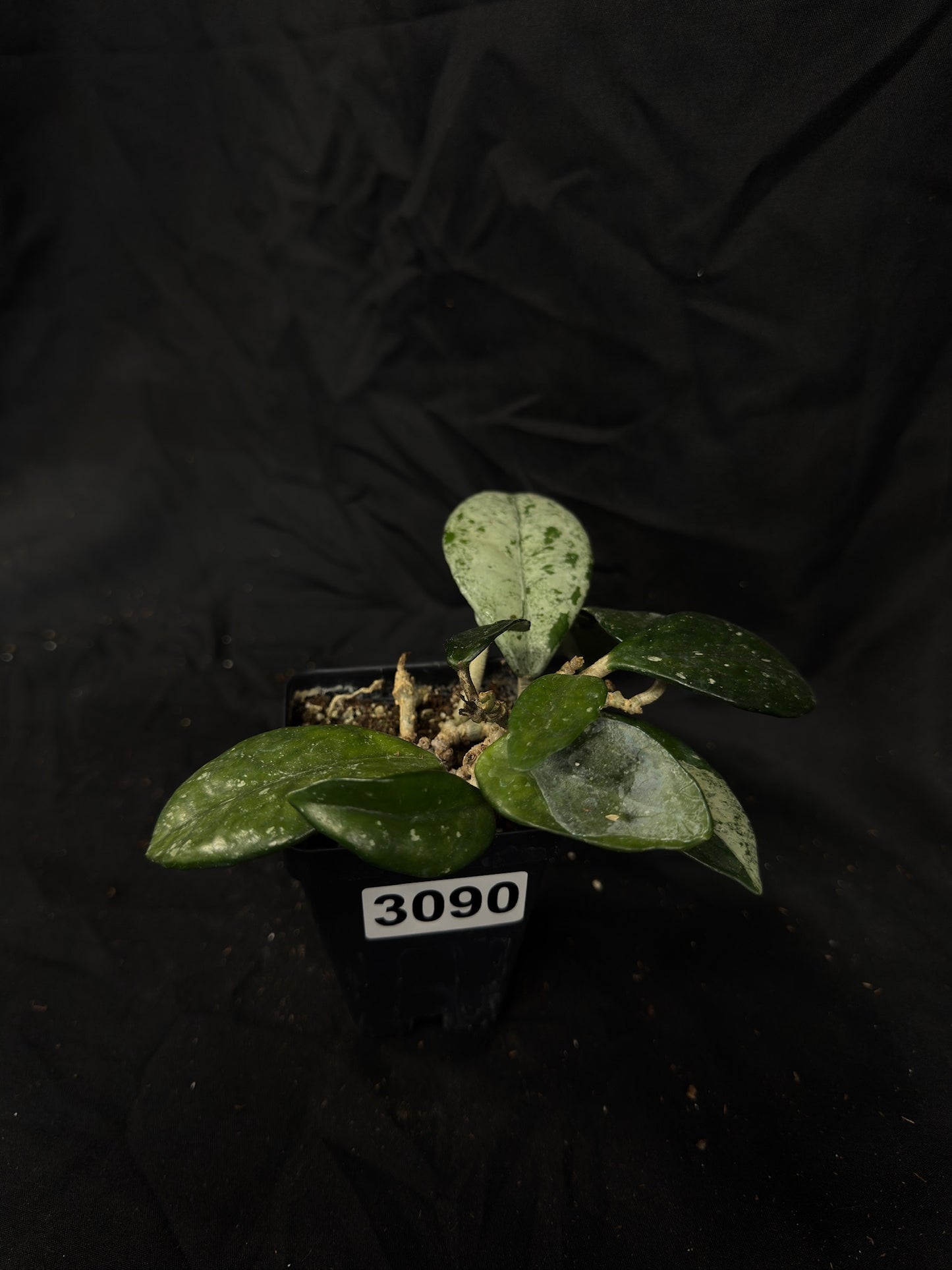 Hoya Wilbur Graves Russia – Exact Plant #3090 – Green Street Plant Co.