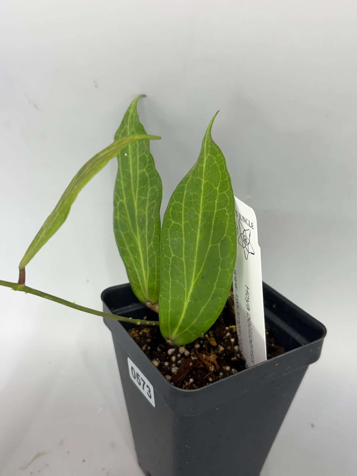 Hoya polilloensis – Exact Plant #573 – photo b