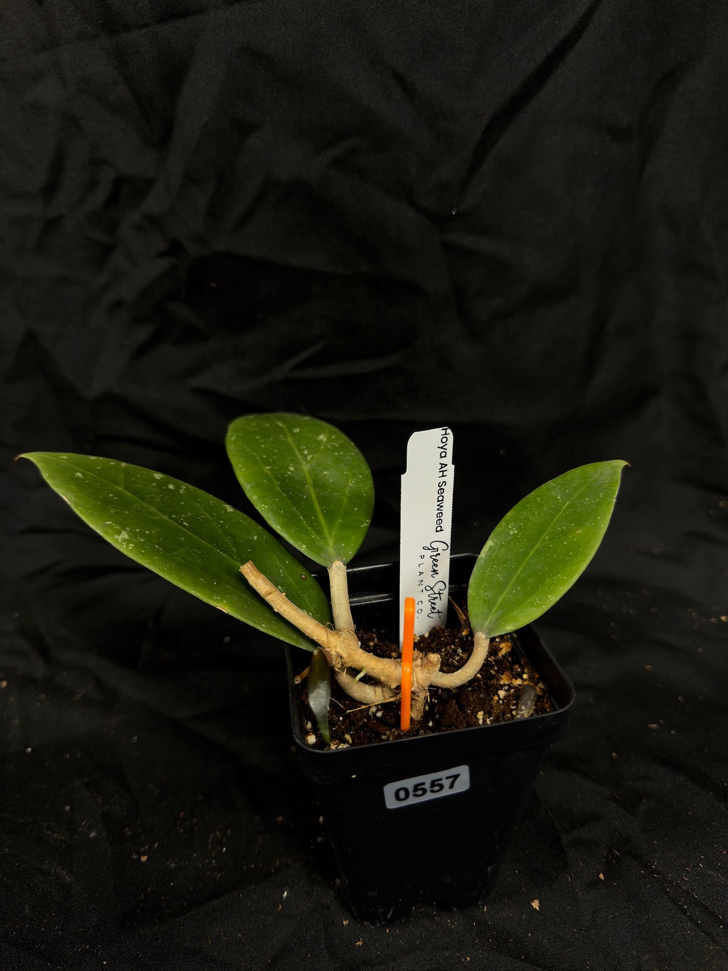 Hoya AH Seaweed – Exact Plant #557 – Green Street Plant Co.