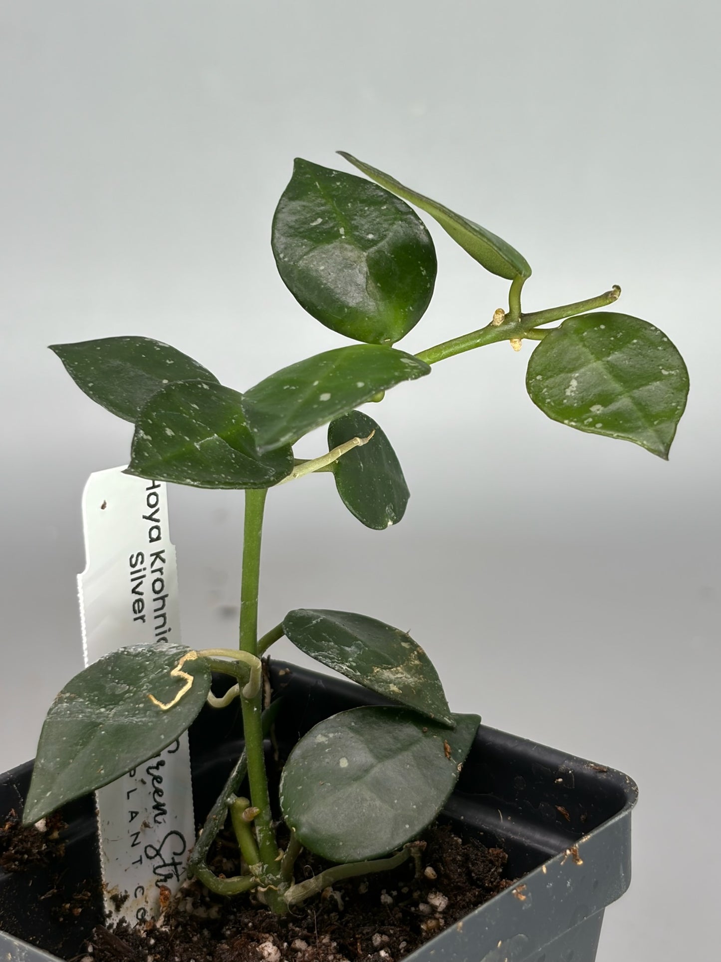 Hoya – Exact Plant #586 – photo e