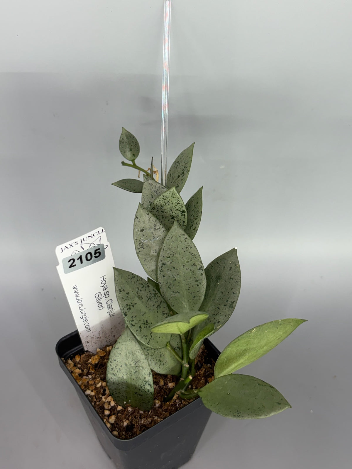 Hoya Lacunosa Sp. Cianjur Silver – Exact Plant #2105