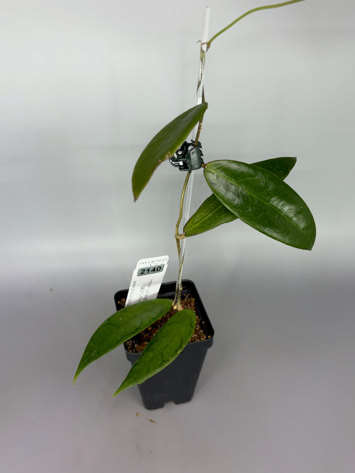 Hoya ‘Lalita 12’ WRX33-12 (ilagiorum x callistophylla) – Exact Plant #2140