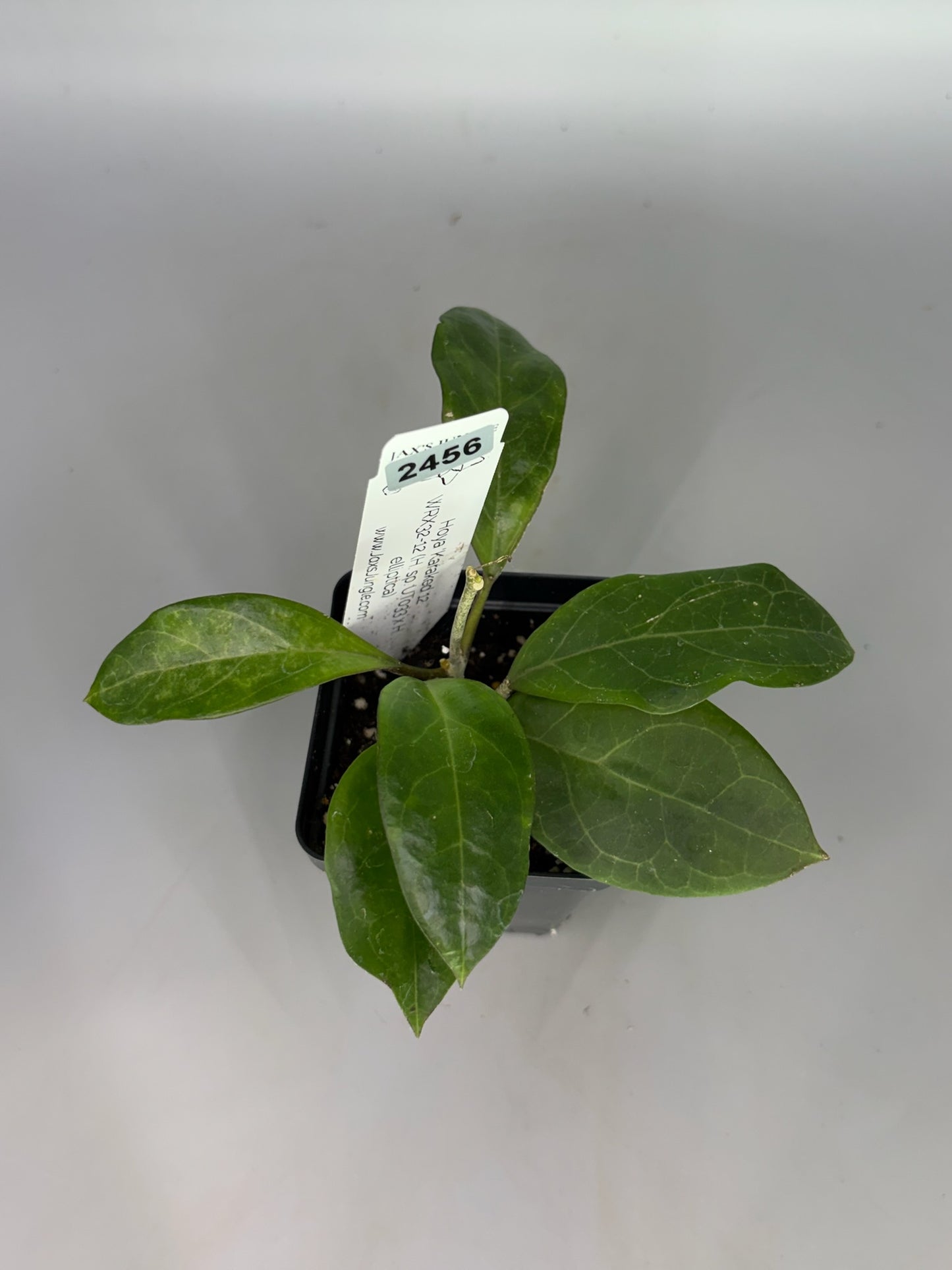 Hoya ‘Karaked 12’ WRX32-12 (H. sp. UT033 x H. elliptica) – Exact Plant #2456