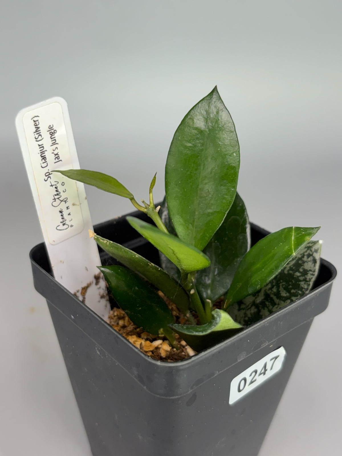 Hoya Lacunosa sp. Cianjur Silver – Exact Plant #247