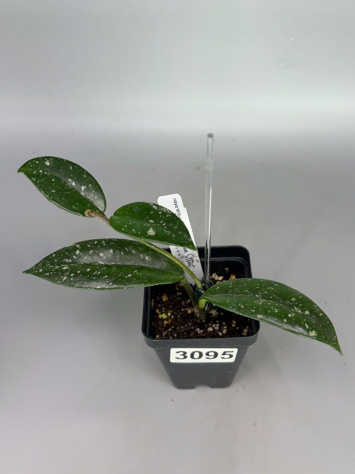 Hoya Wilbur Graves Thai – Exact Plant #3095