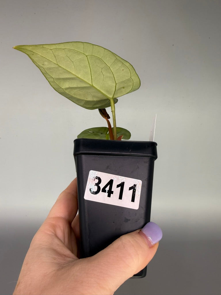 Anthurium Papillilaminum x Luxurians x Legend – Exact Plant #3411