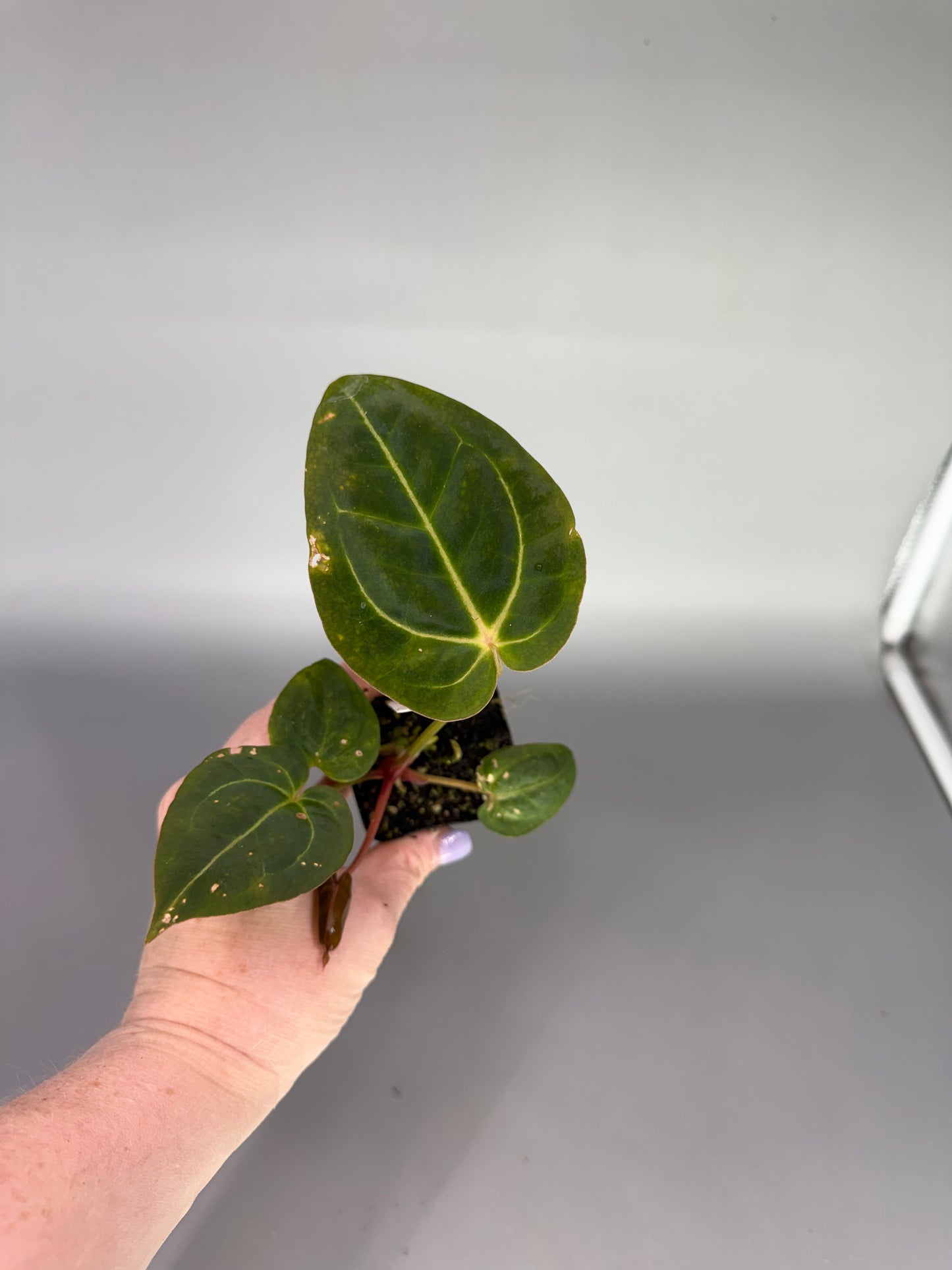 Anthurium Crystal Pap × Wonderboy A