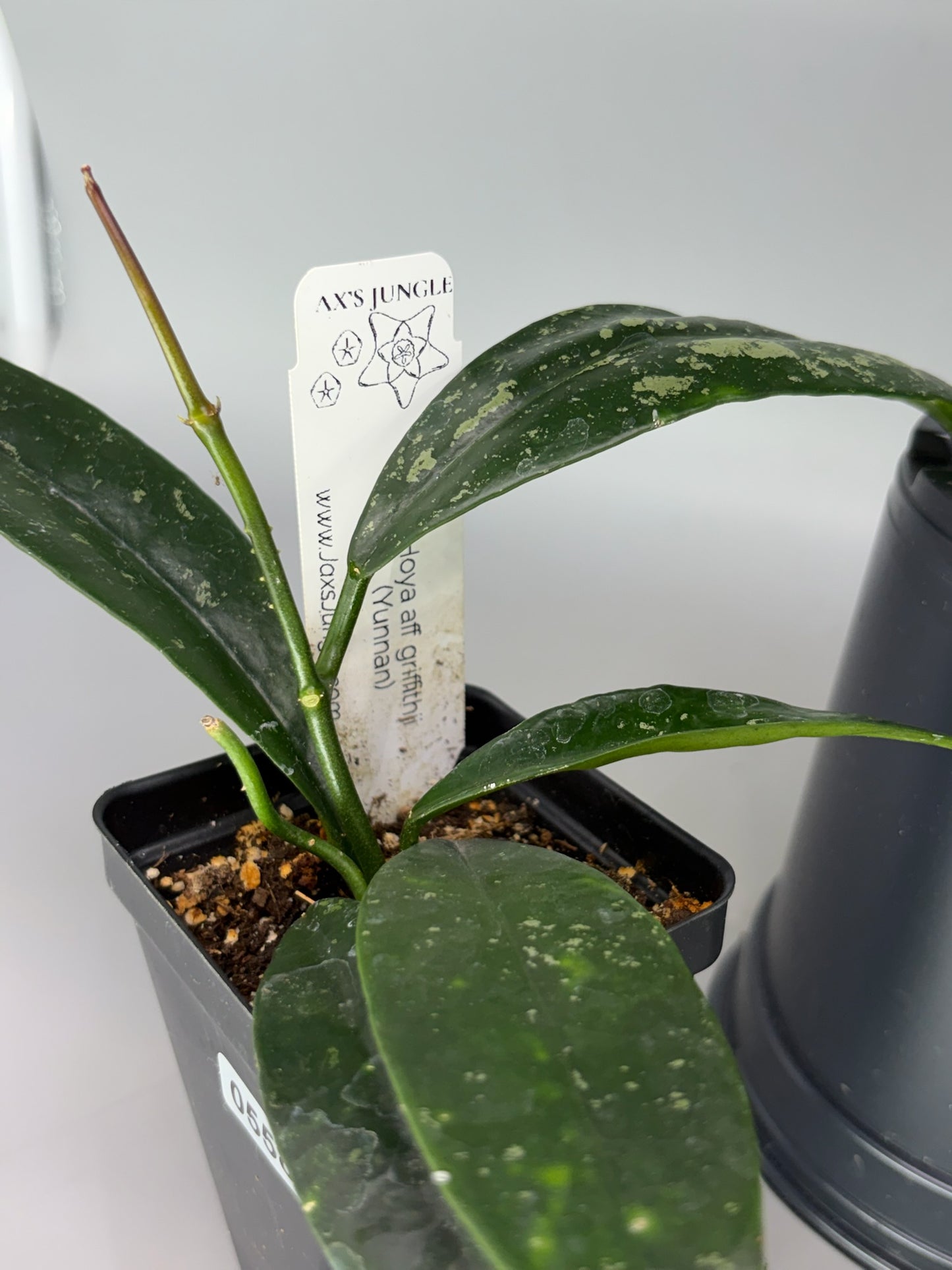 Hoya AFF Griffithii (Yunnan) – Exact Plant #558