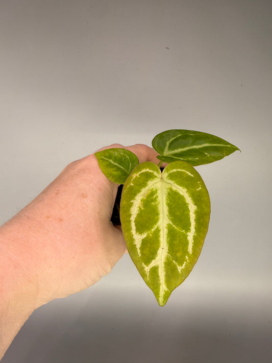 Anthurium (Forgetii x AoS) x Silver Blush x Self – Grower’s Choice