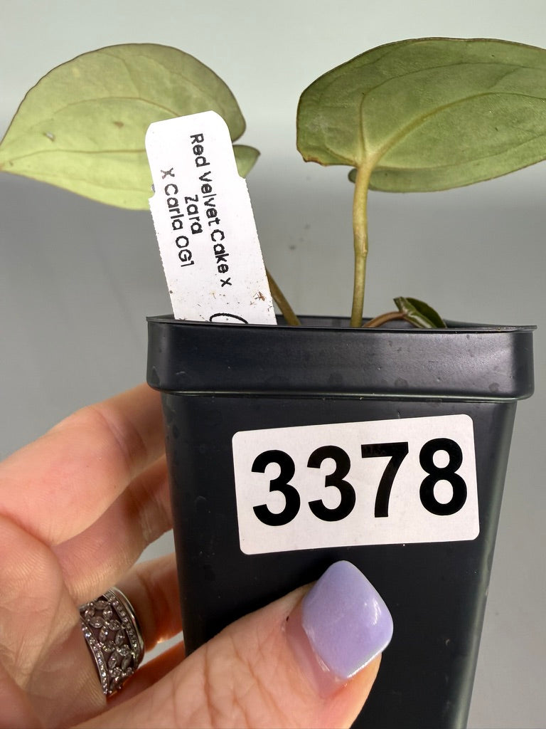 Variegated Anthurium Red Velvet Cake x Zara x Carla OG1 – Exact Plant #3378