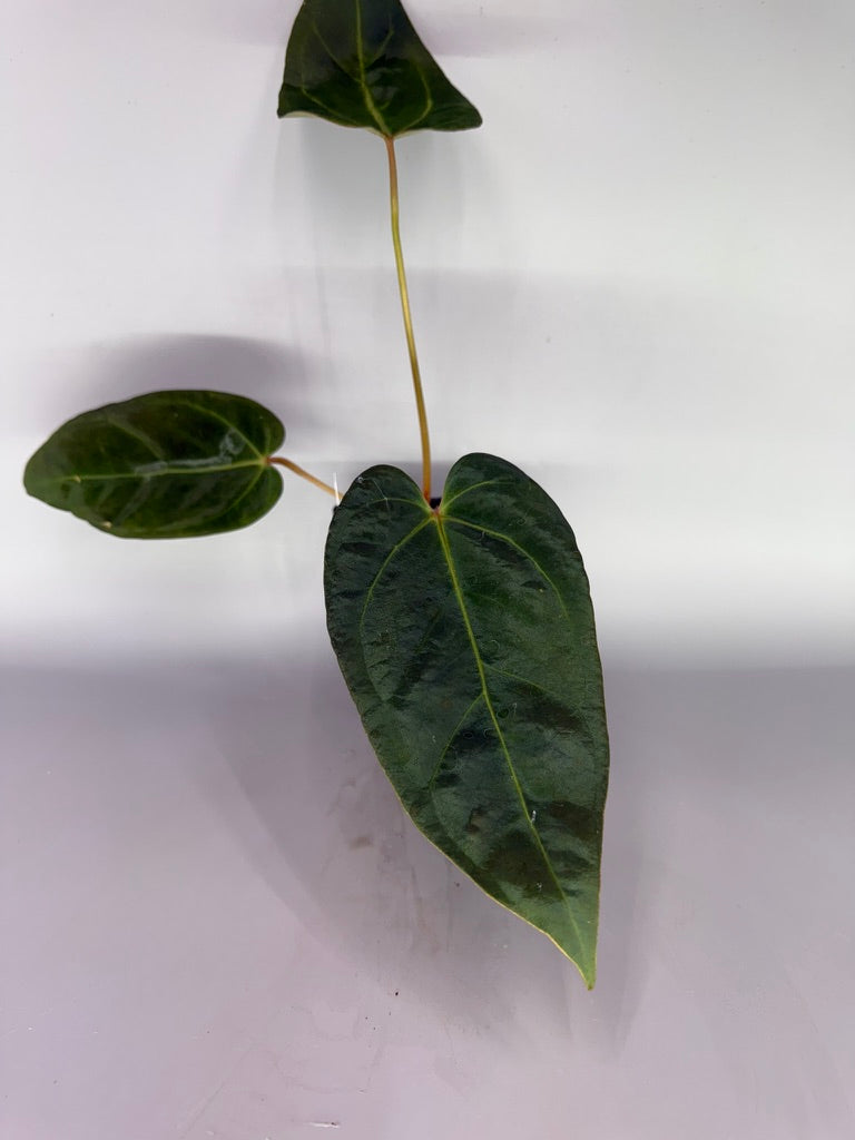 Anthurium NSE Portillae x Zara – Exact Plant #3468