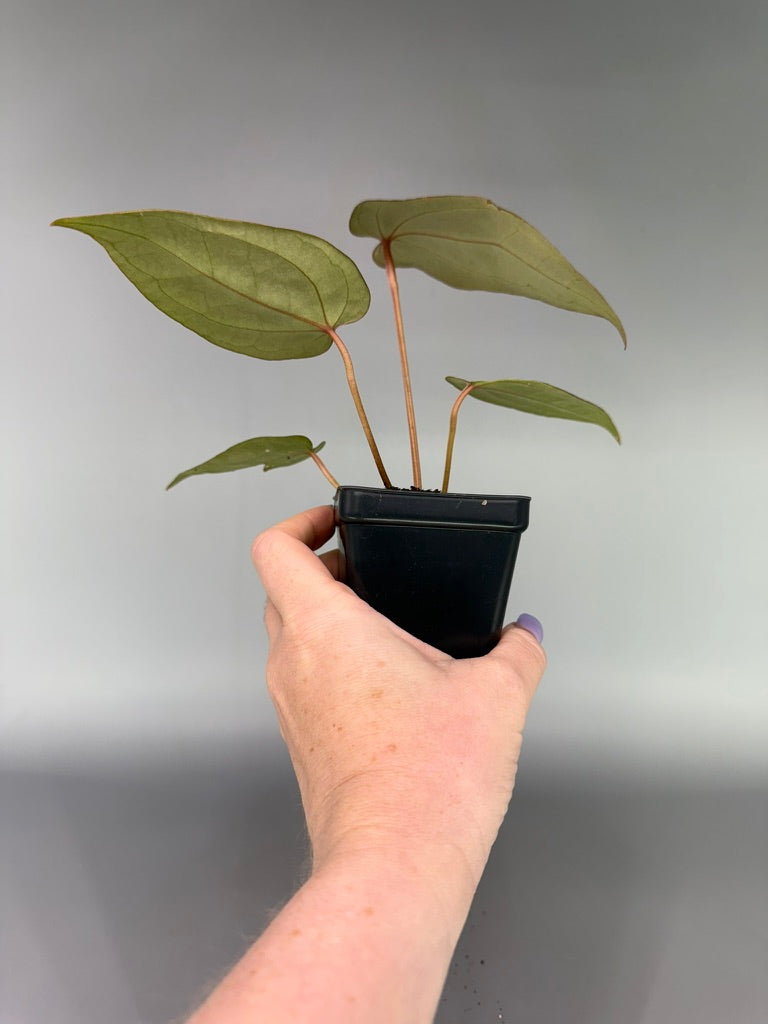 Anthurium Red Velvet Cake x Zara x Magnificum ‘Mickey’ – Exact Plant #3467