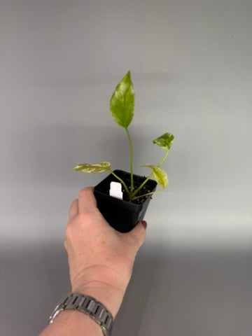 Monstera deliciosa ‘Mint’ – Acclimated Tissue Culture Starter Plant #3493
