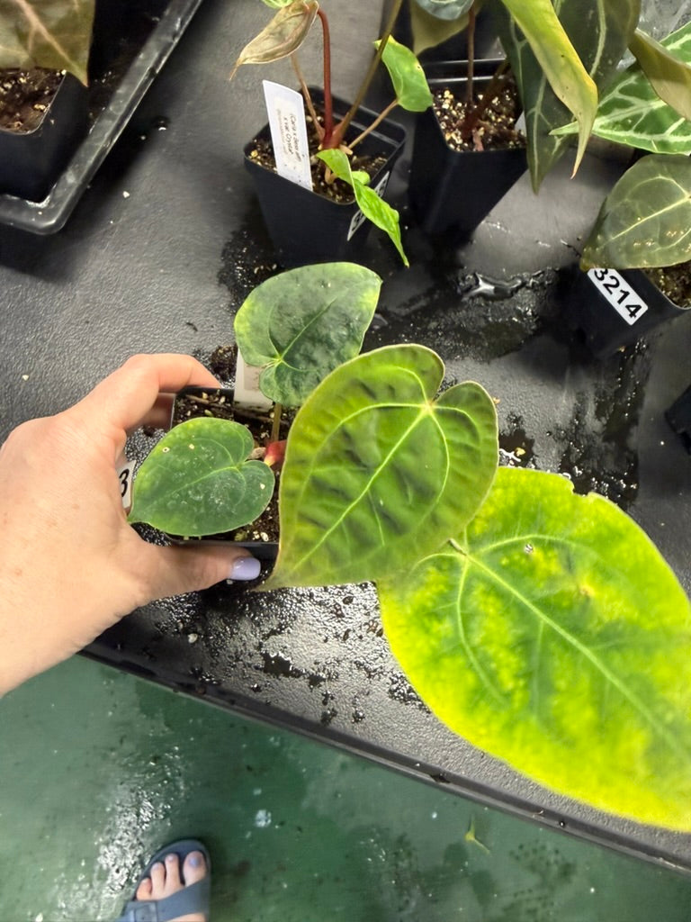 Anthurium (Pap x Mag) x (Brielle RC) X Black Cherry x Pap LAF