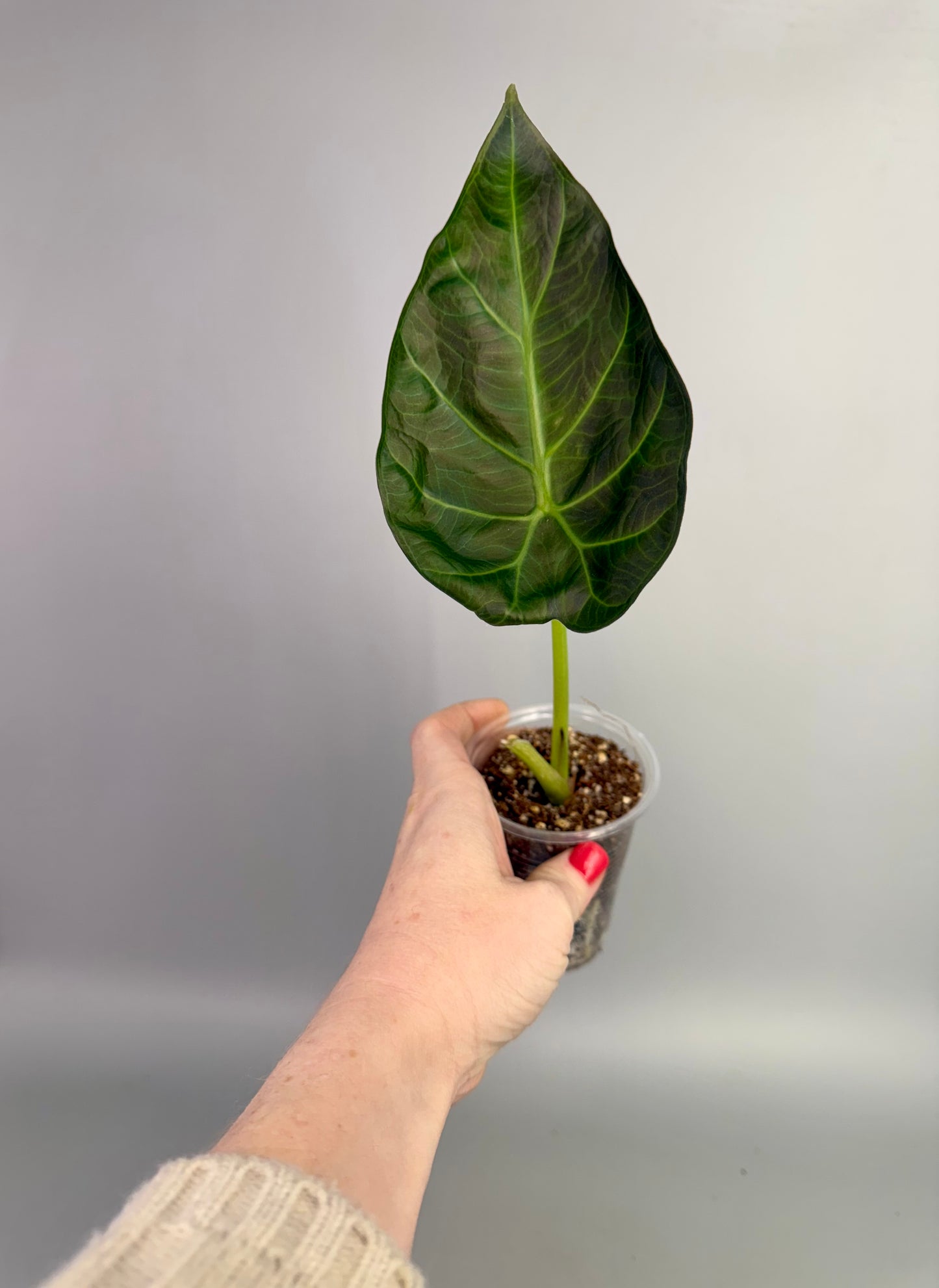 Alocasia Regal Shields