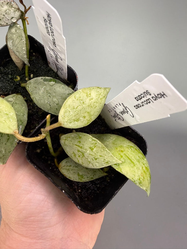 Hoya Lacunosa Sulcata – 2" Grower’s Choice