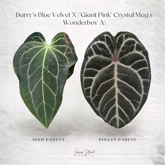 Anthurium Blue Velvet x Giant Pink Crystal Mag x Wonderboy A – Grower’s Choice