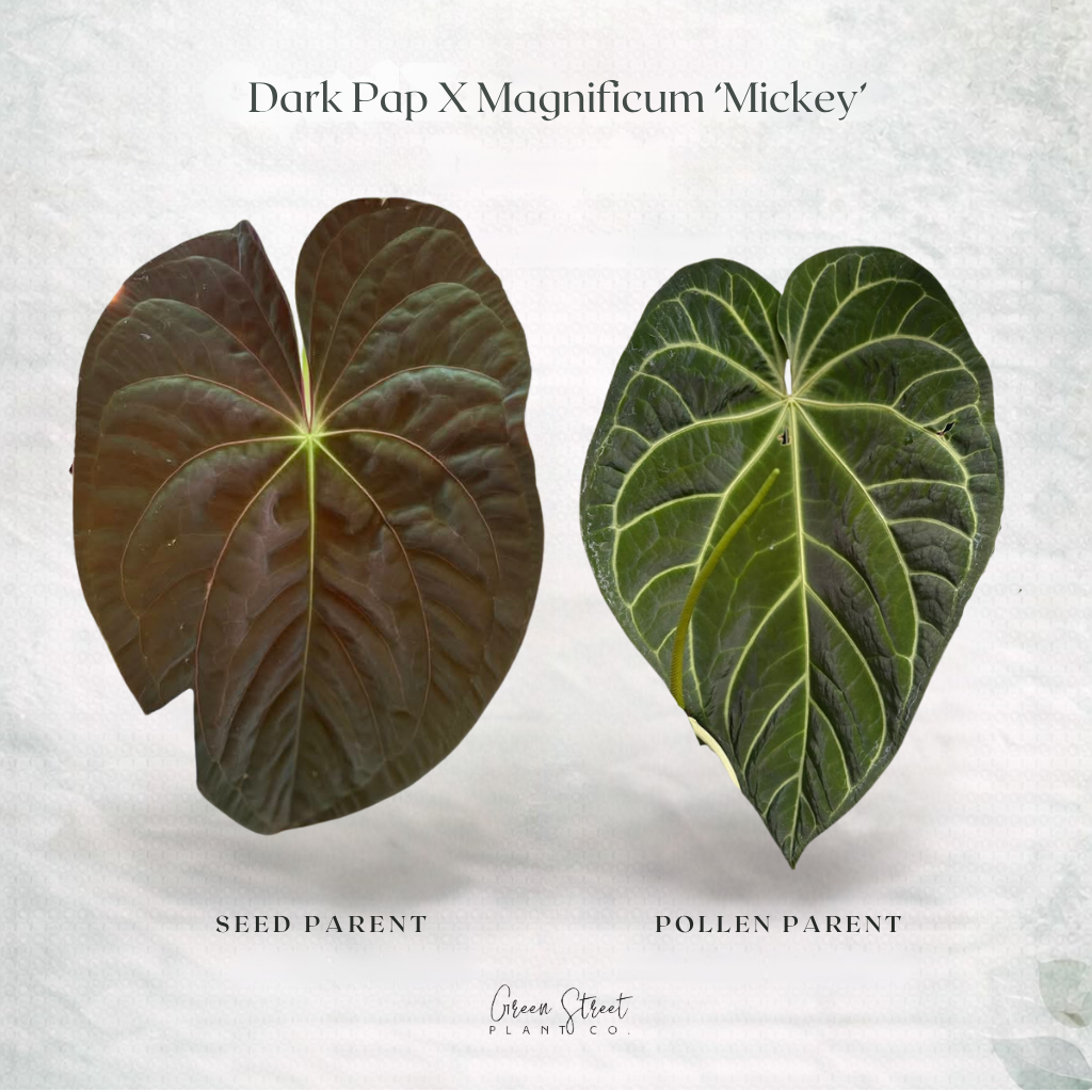 Anthurium Dark Papillilaminum x Magnificum ‘Mickey’ – Exact Plant