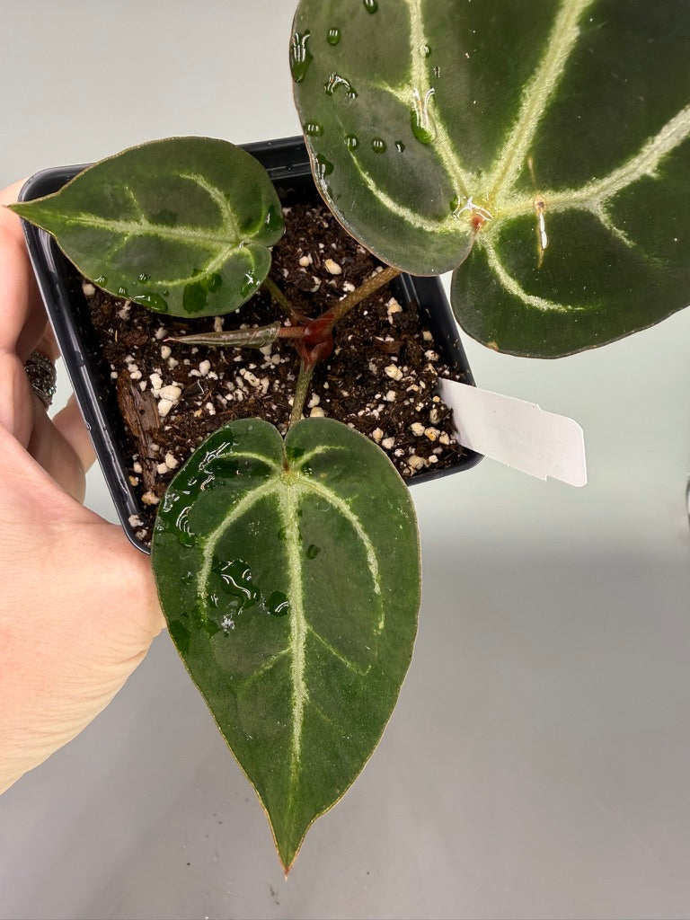 Anthurium Carla x Dorayaki x Carla OG1 – Exact Plant #3490