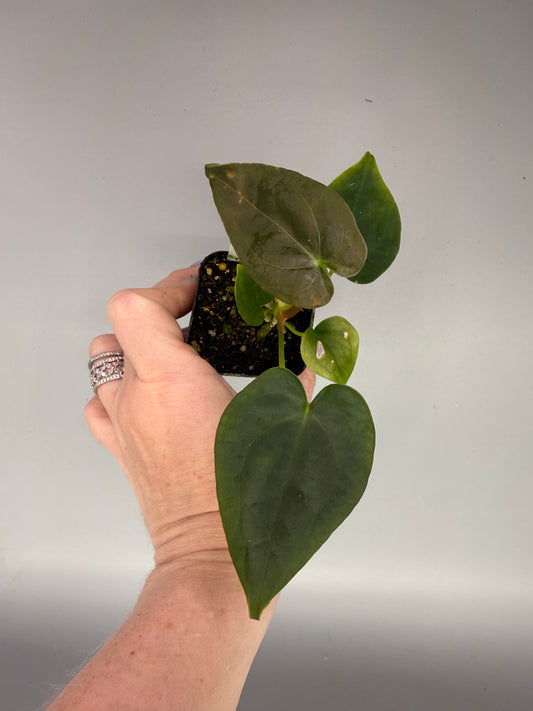 Anthurium (Pap x Forgetii) x (Zara Michelle x BS Curly Sinus) – Grower’s Choice