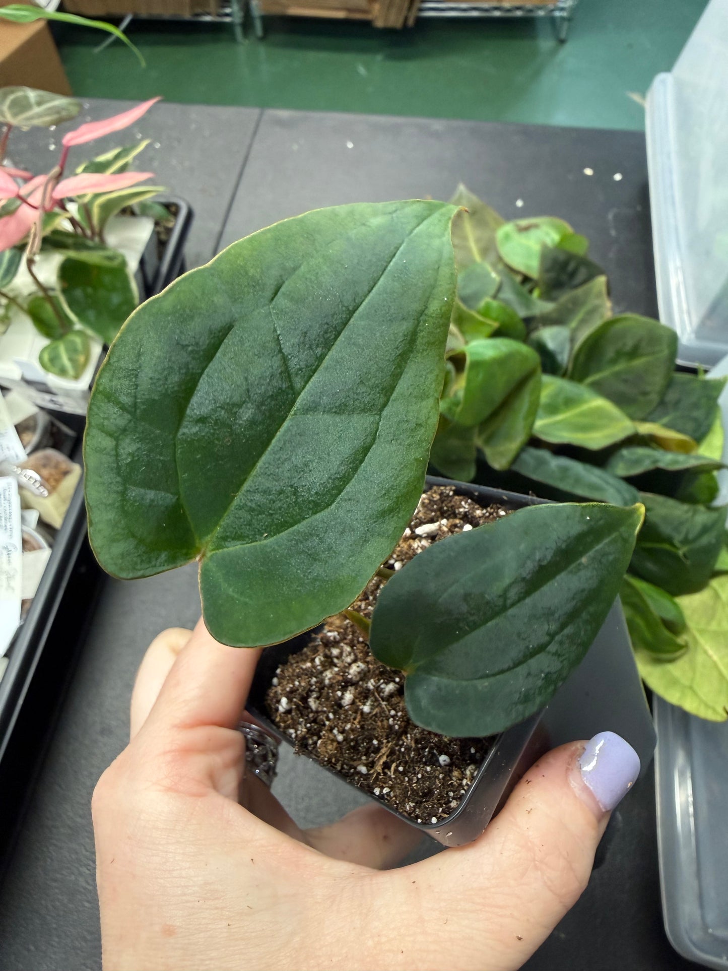 Anthurium Forgetii x Red Vein Dark Phoenix – Grower’s Choice