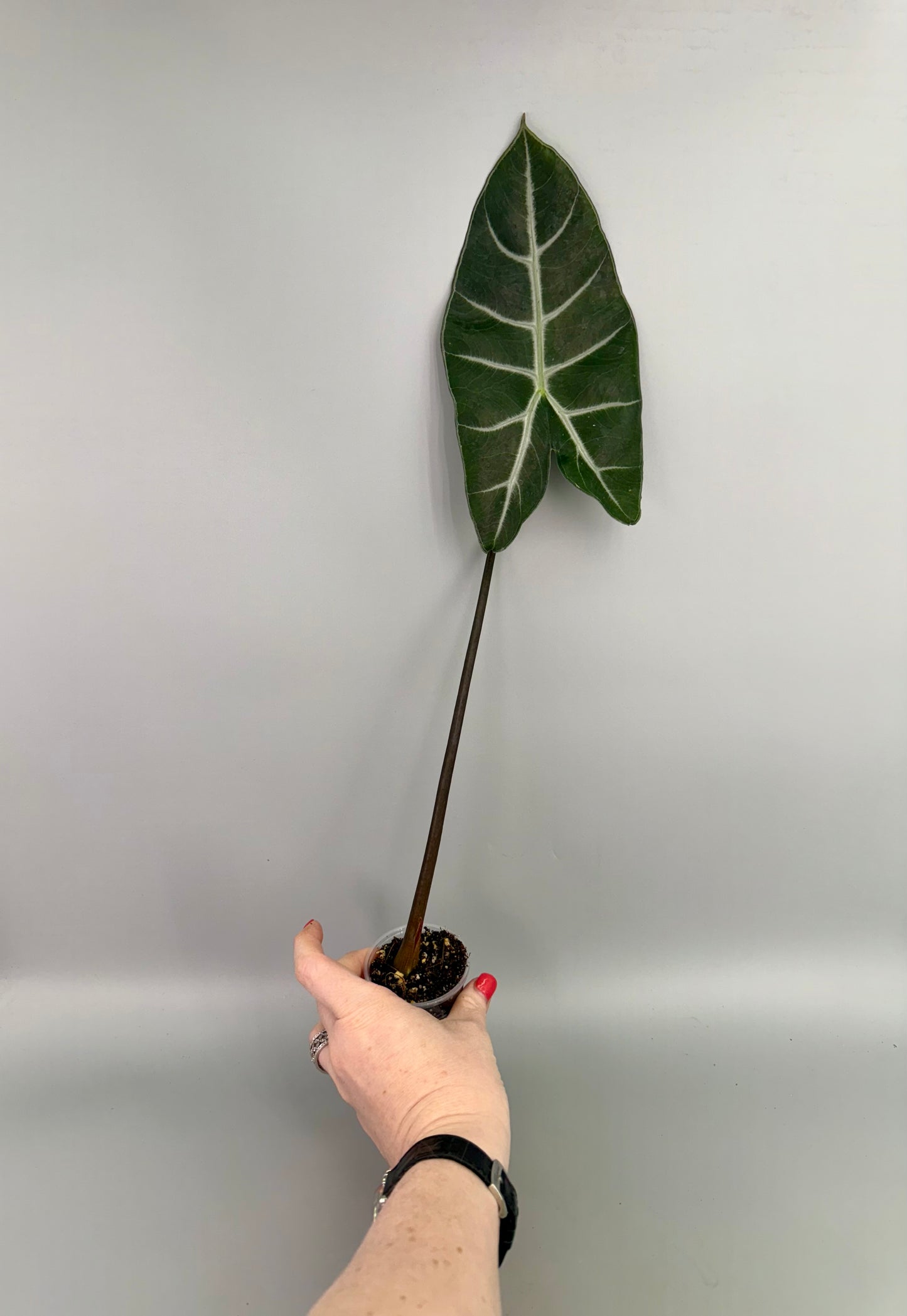 Alocasia Ebony