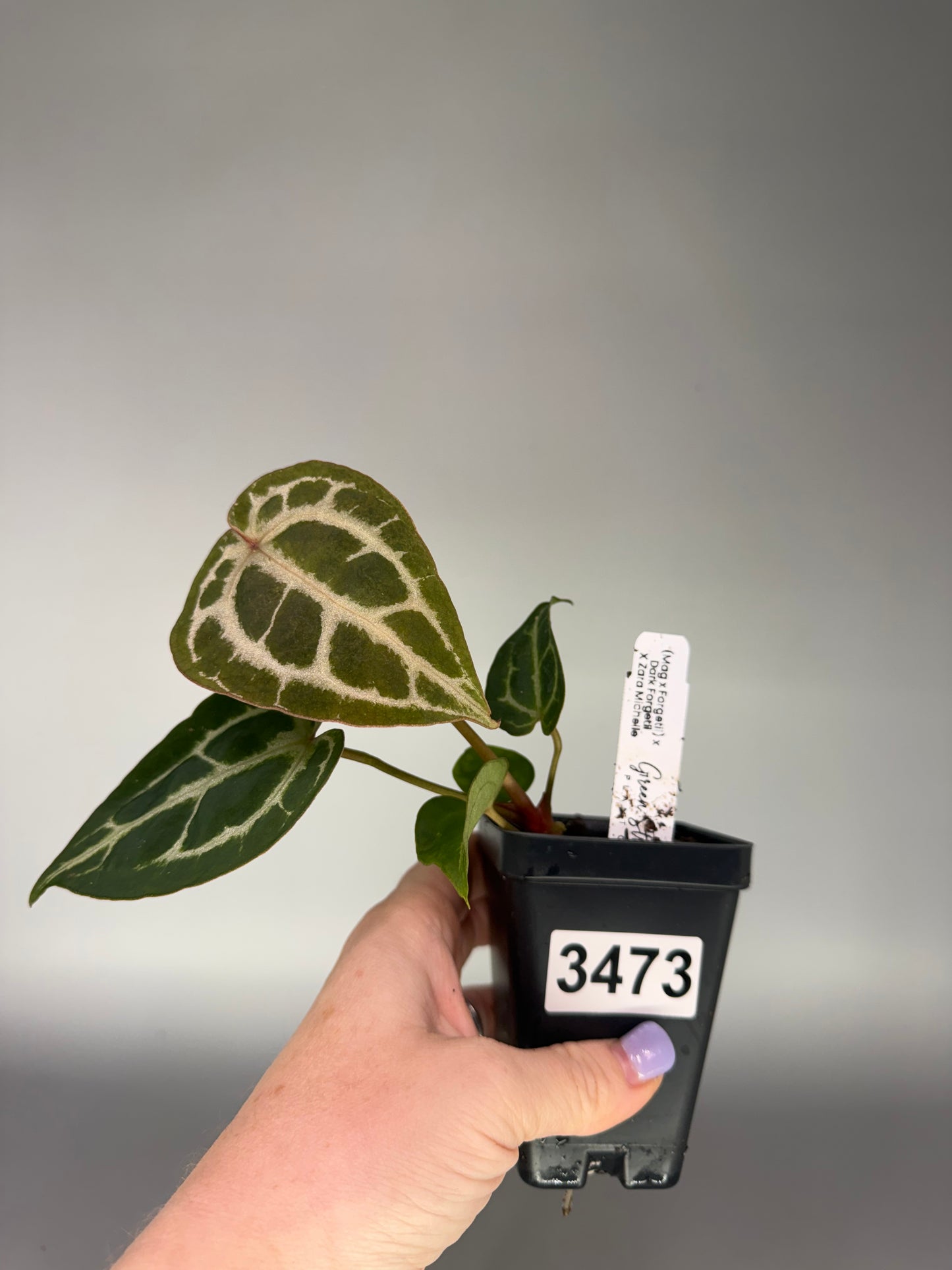 Anthurium (Mag x Forgetii) x (Dark Forgetii x Zara Michelle) – Exact Plant #3473