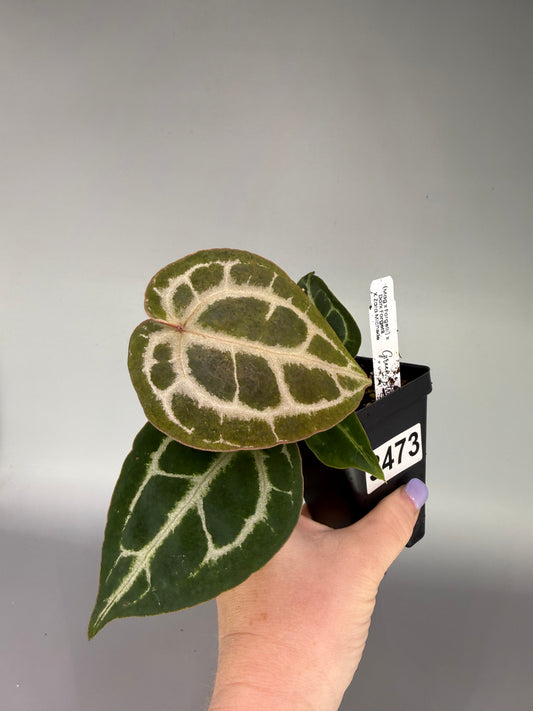 Anthurium (Mag x Forgetii) x (Dark Forgetii x Zara Michelle) – Exact Plant #3473