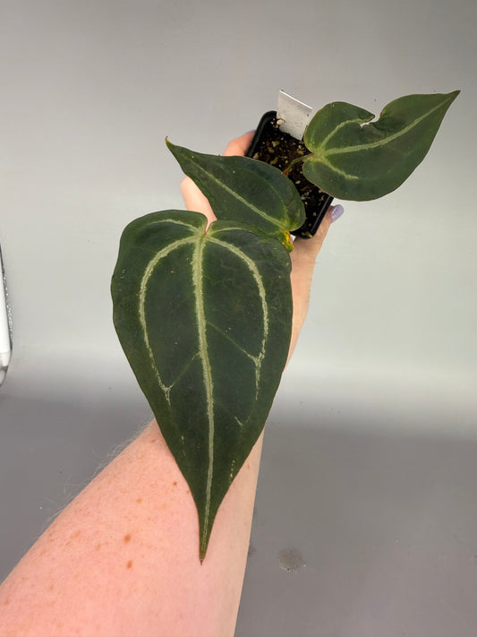 Anthurium (Red Velvet Cake x Zara) x Blue Velvet – Exact Plant #3474