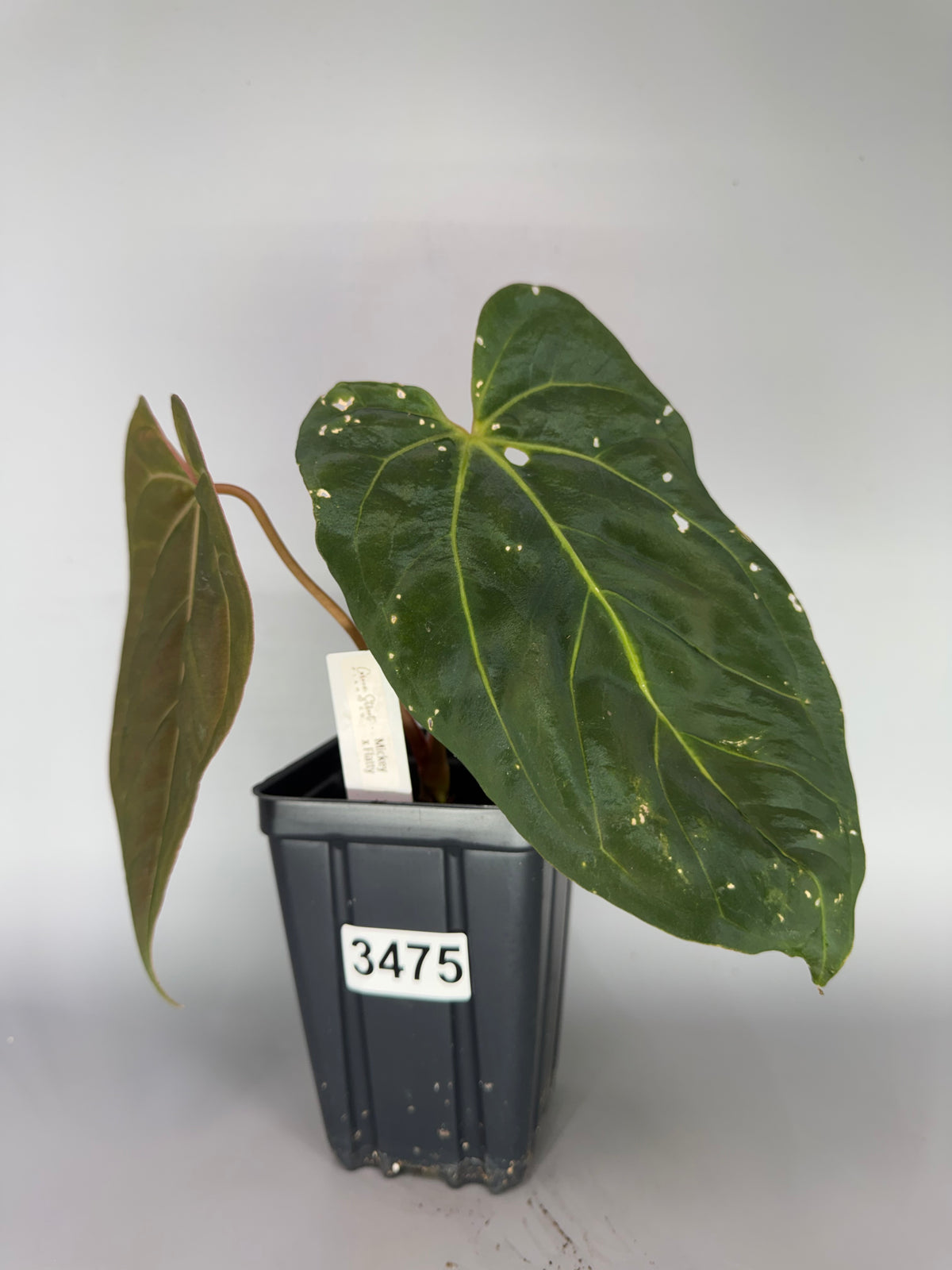 Anthurium Magnificum ‘Mickey’ x RLFS ‘Flatty’ – Exact Plant #3475