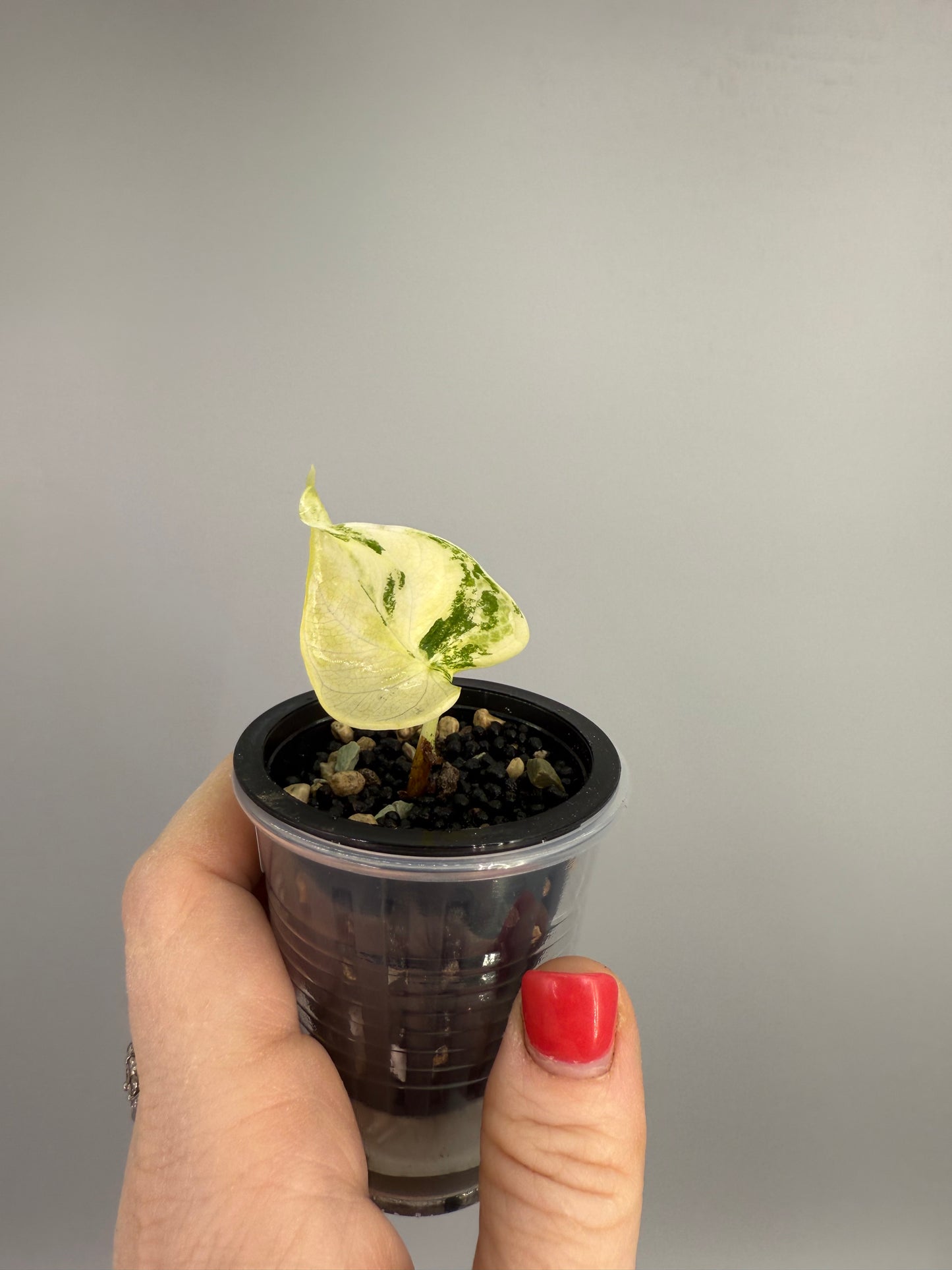 Alocasia Silver Dragon Albo Pup
