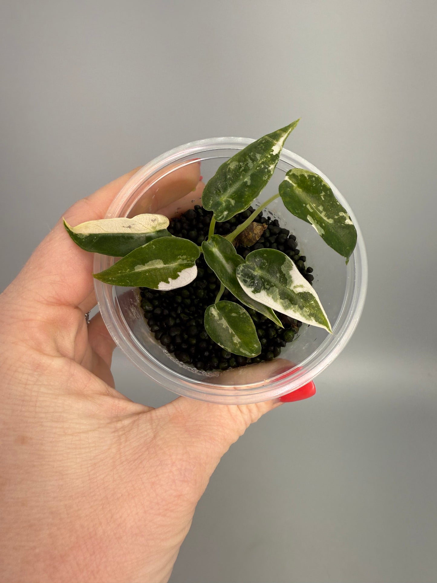 Alocasia Pink Bambino Pup