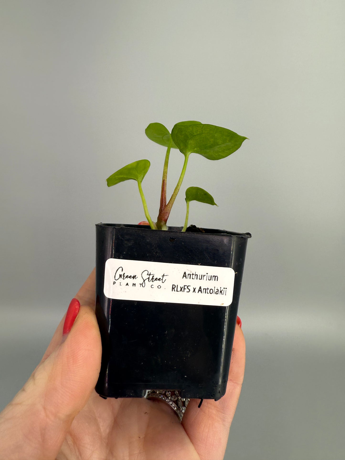 Anthurium RLFS x Antolakii Seedling