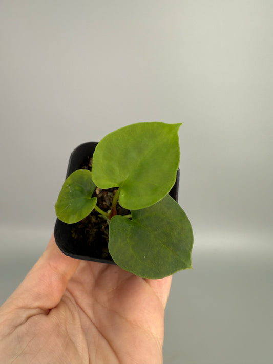 Anthurium RLFS x Antolakii Seedling
