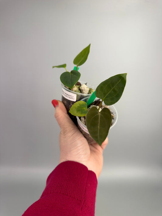 Anthurium (Crystal Mag x Subsignatum) x (Ace of Purple X Carla x Pap RL) Seedling