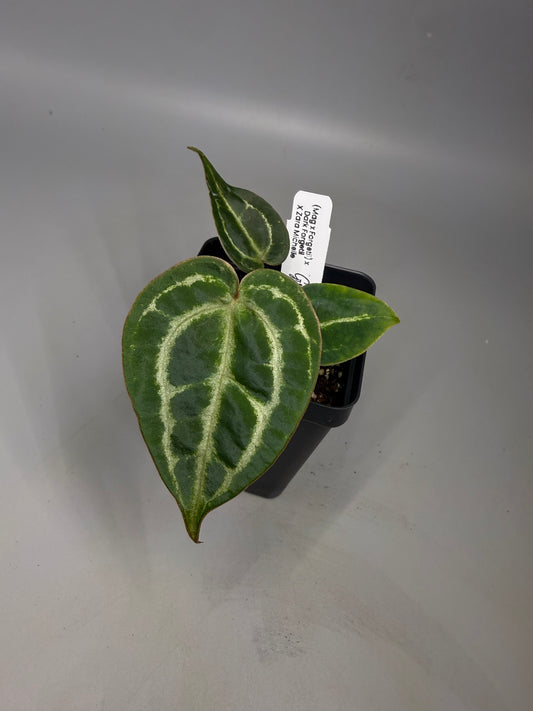 Anthurium (Mag x Forgetii) x Dark Forgetii x (Zara x Michelle) – Grower’s Choice