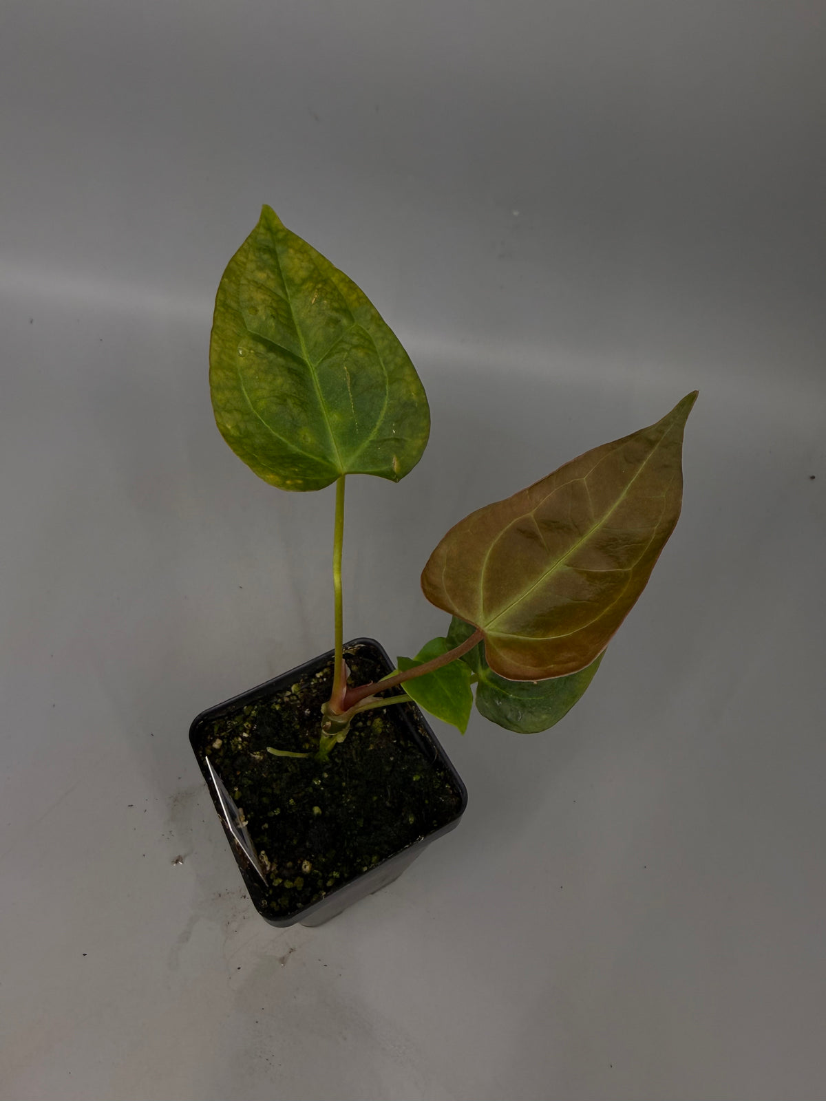 Anthurium (Crystal Mag x Subsignatum) ‘Justin’ x (Portillae x Rio Wild Hybrid) – Grower’s Choice