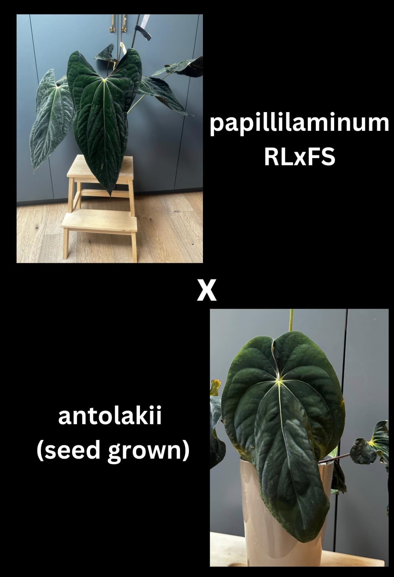 Anthurium RLFS x Antolakii Seedling