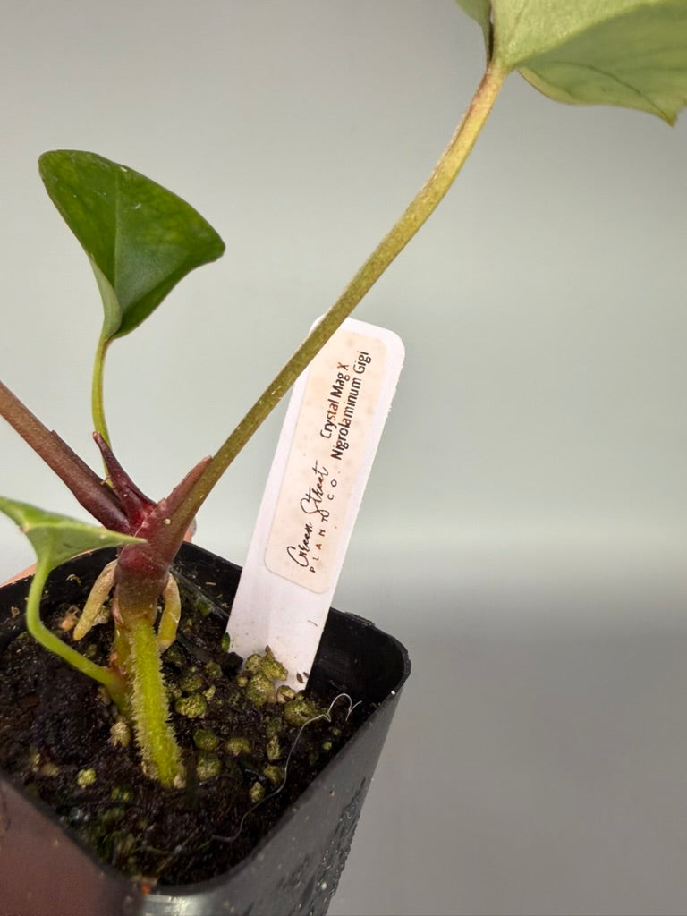 Anthurium Crystal Mag x Nigrolaminum ‘Gigi’ – Grower’s Choice