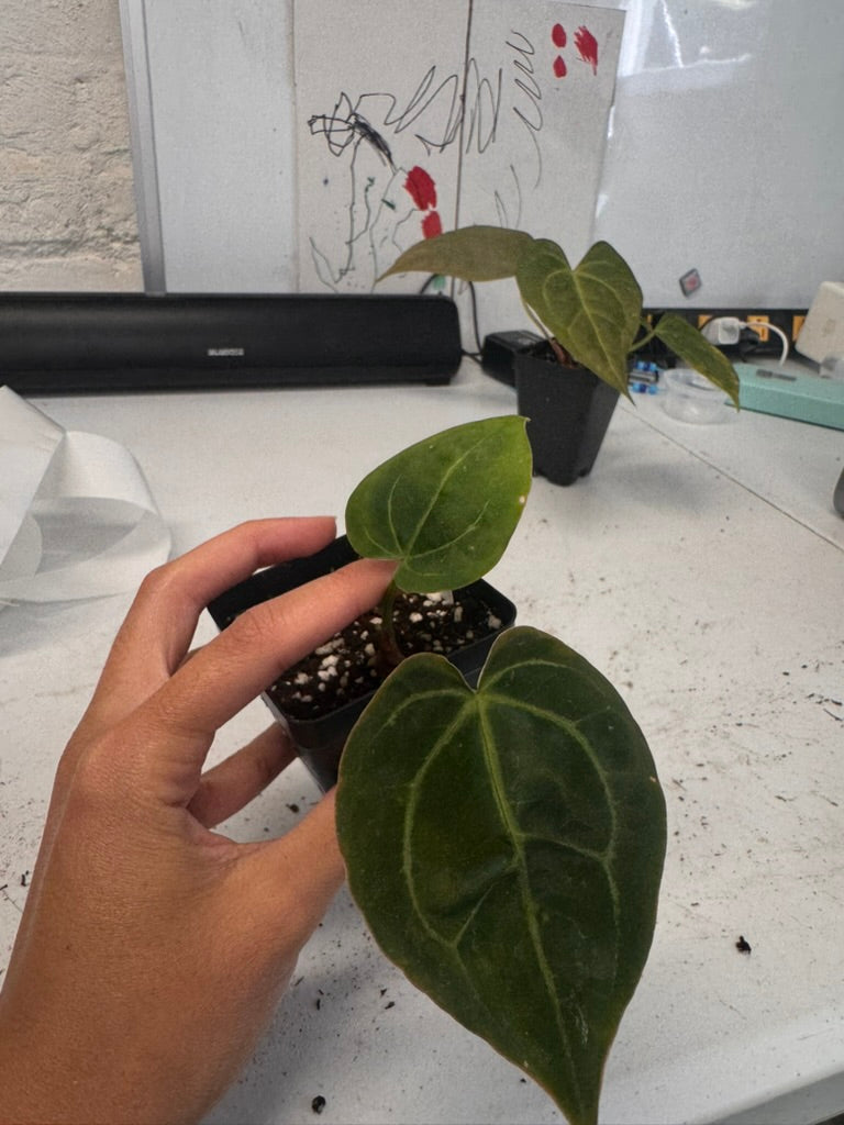 Anthurium Crystal Pap X Red Crystal