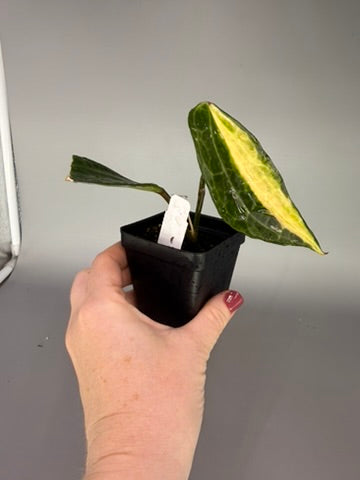Hoya macrophylla ‘Pot of Gold’ – Exact Plant #0597