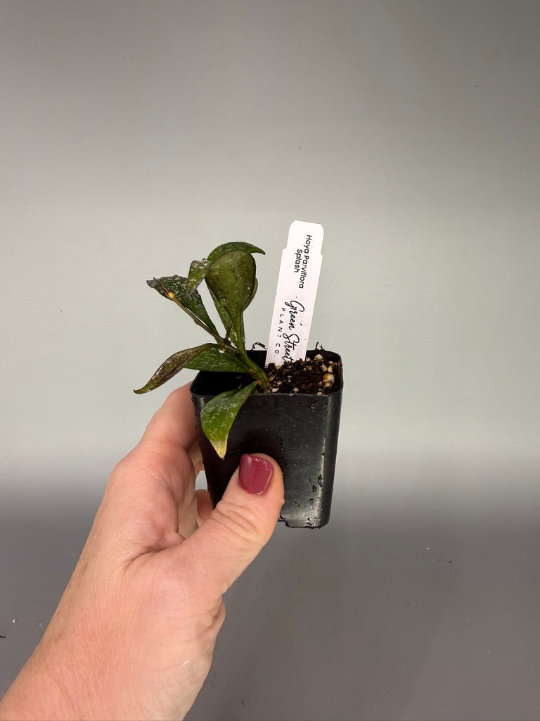 Hoya Parviflora Splash – 2" Grower’s Choice