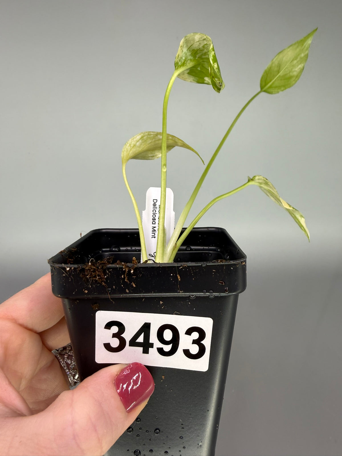 Monstera deliciosa ‘Mint’ – Acclimated Tissue Culture Starter Plant #3493